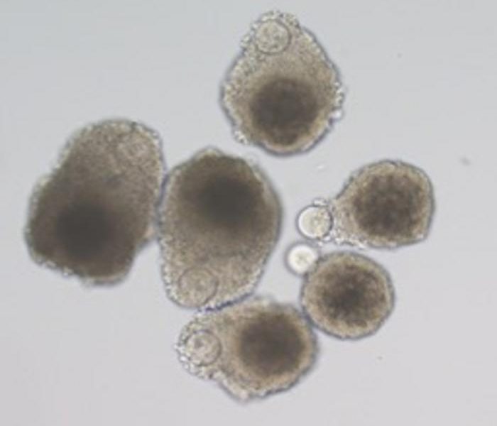 New technique could advance reproductive science