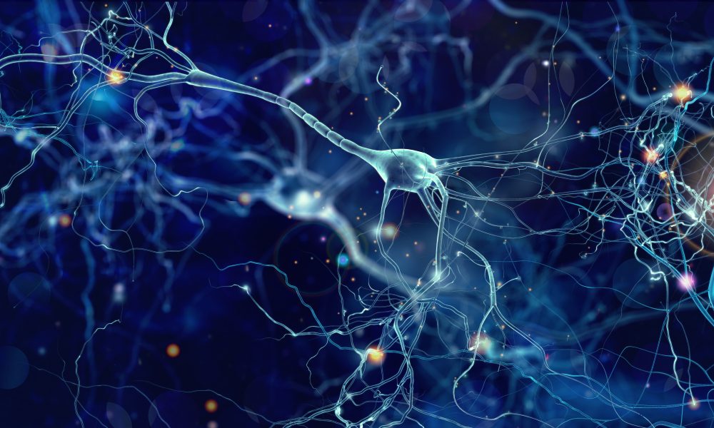 Female hormones stimulate the body to make opioids, study finds