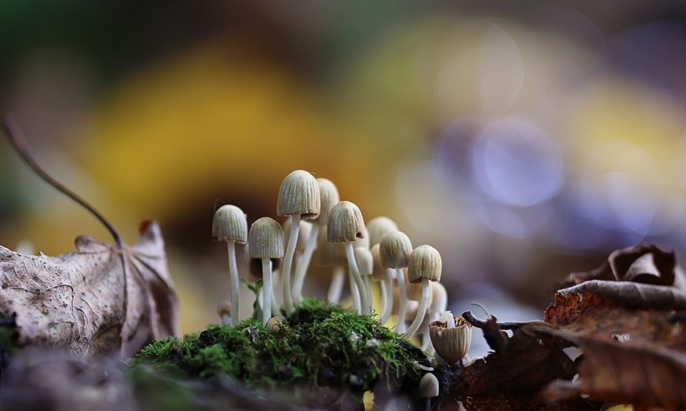 small poisonous mushrooms toadstool group psilocybin Psilocybin may make postpartum depression worse, study finds